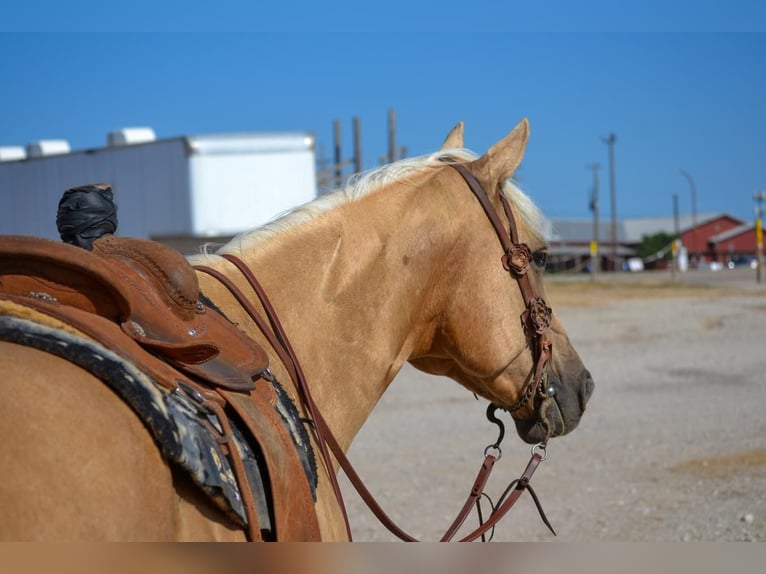Caballo cuarto de milla Caballo castrado 6 años 165 cm Palomino in Stephenville, TX