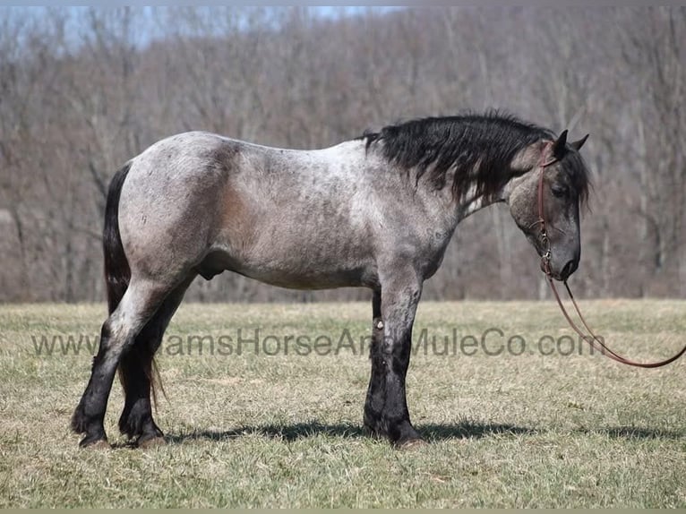 Caballo cuarto de milla Caballo castrado 6 años 165 cm Ruano azulado in Mount Vernon