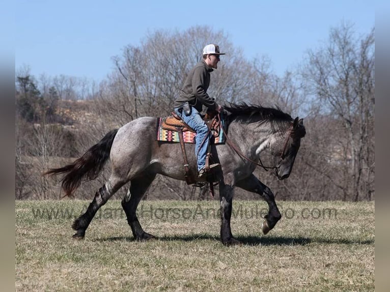 Caballo cuarto de milla Caballo castrado 6 años 165 cm Ruano azulado in Mount Vernon