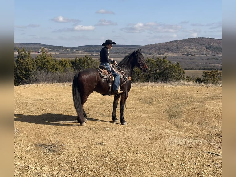 Caballo cuarto de milla Caballo castrado 6 años 168 cm Castaño rojizo in Jacksboro TX