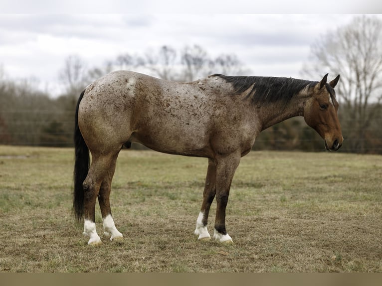 Caballo cuarto de milla Caballo castrado 6 años 168 cm Castaño-ruano in Quitman