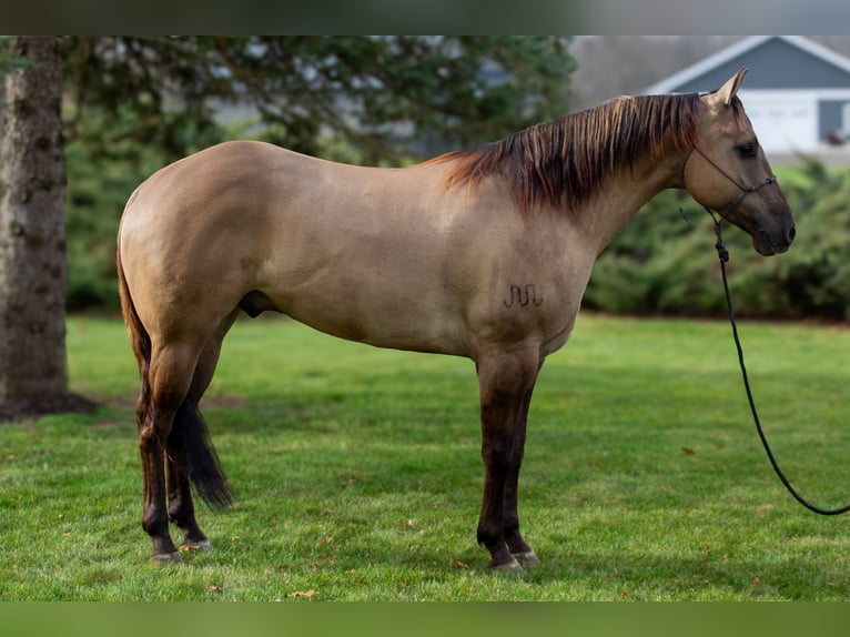 Caballo cuarto de milla Caballo castrado 6 años 168 cm Grullo in Shipshewana