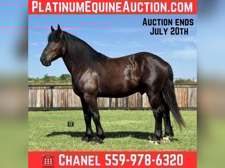 Caballo cuarto de milla Caballo castrado 6 años 170 cm Negro in Jacksboro TX