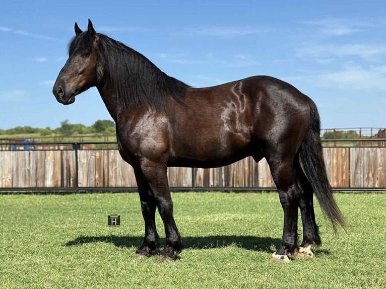 Caballo cuarto de milla Caballo castrado 6 años 170 cm Negro in Jacksboro TX