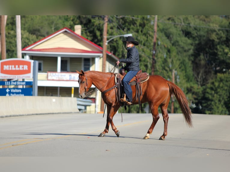 Caballo cuarto de milla Caballo castrado 6 años Alazán rojizo in Clarion