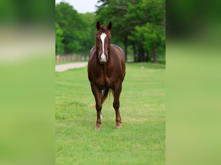 Caballo cuarto de milla Caballo castrado 6 años Alazán rojizo in Forney, TX