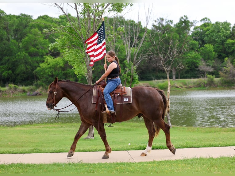 Caballo cuarto de milla Caballo castrado 6 años Alazán rojizo in Forney, TX