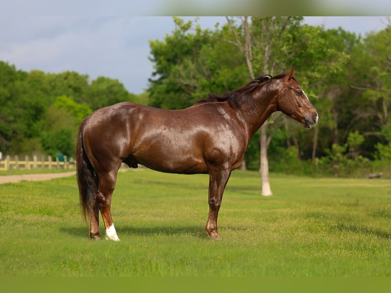 Caballo cuarto de milla Caballo castrado 6 años Alazán rojizo in Forney, TX