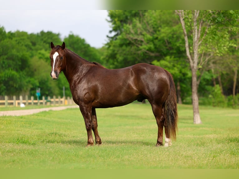 Caballo cuarto de milla Caballo castrado 6 años Alazán rojizo in Forney, TX