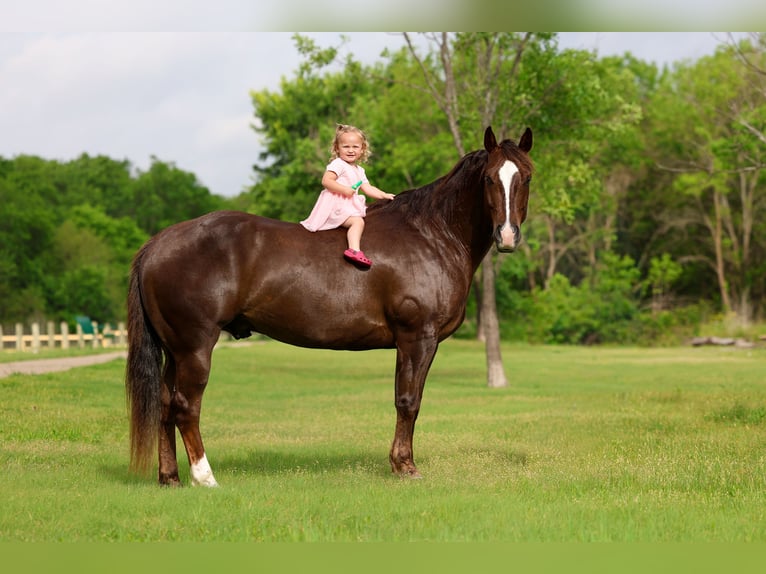 Caballo cuarto de milla Caballo castrado 6 años Alazán rojizo in Forney, TX