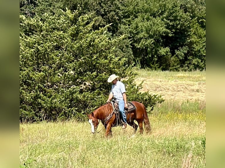 Caballo cuarto de milla Caballo castrado 6 años Alazán rojizo in Gainesville