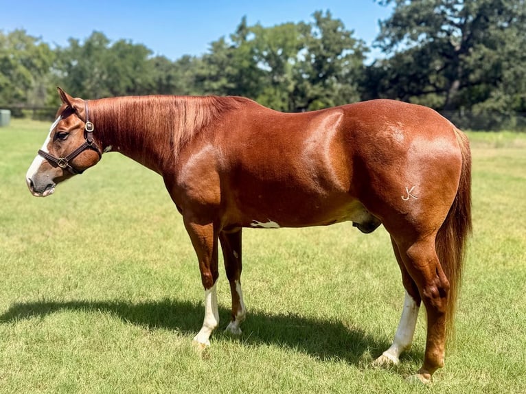 Caballo cuarto de milla Caballo castrado 6 años Alazán rojizo in Gainesville