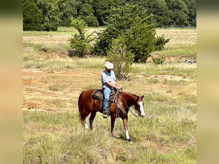 Caballo cuarto de milla Caballo castrado 6 años Alazán rojizo in Gainesville