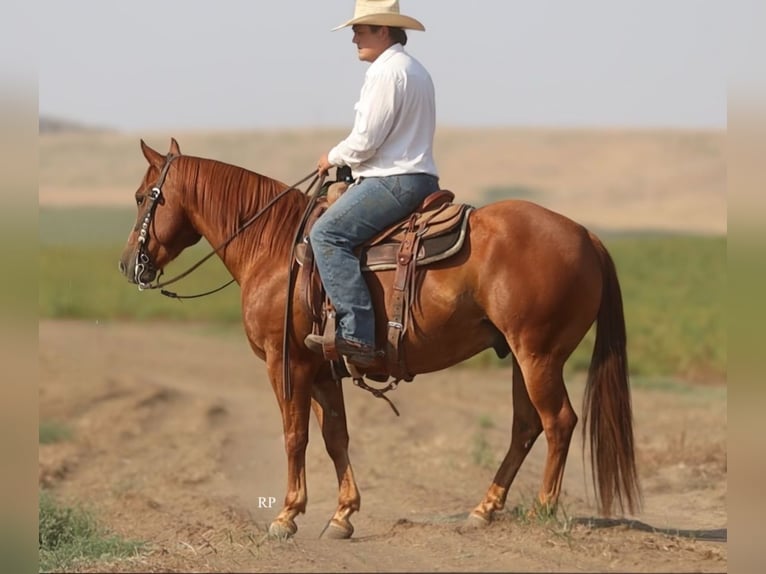 Caballo cuarto de milla Caballo castrado 6 años Alazán rojizo in Menan