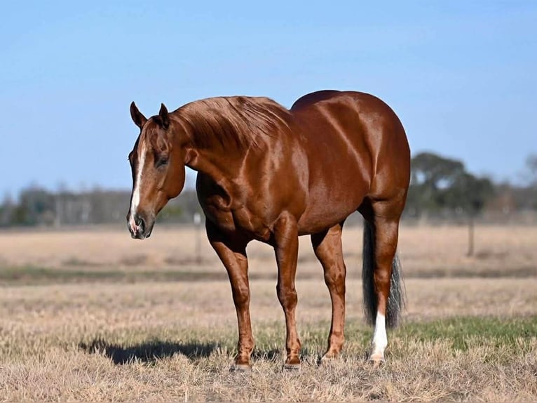Caballo cuarto de milla Caballo castrado 6 años Alazán rojizo in Waco