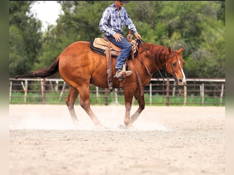Caballo cuarto de milla Caballo castrado 6 años Alazán rojizo in Wickenburg