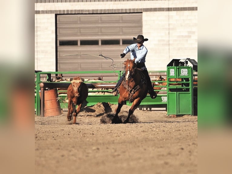 Caballo cuarto de milla Caballo castrado 6 años Alazán rojizo in Wickenburg