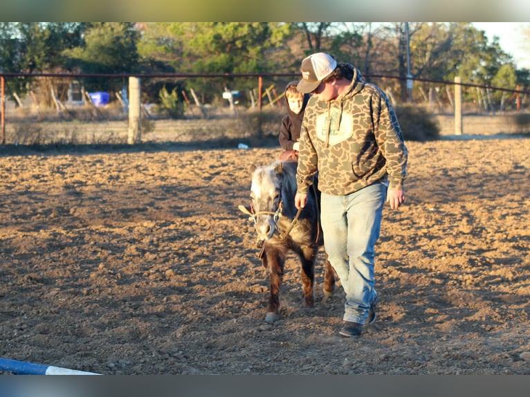 Caballo cuarto de milla Caballo castrado 6 años Alazán-tostado in Stephenville TX