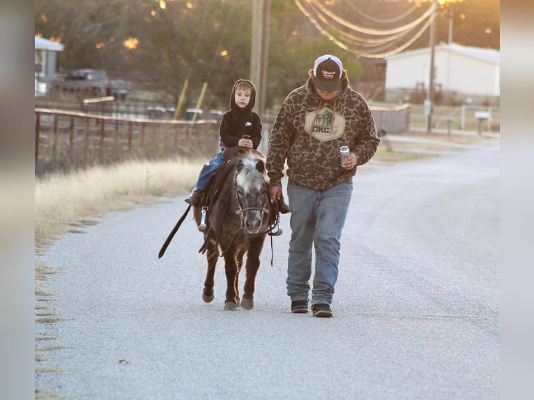 Caballo cuarto de milla Caballo castrado 6 años Alazán-tostado in Stephenville TX