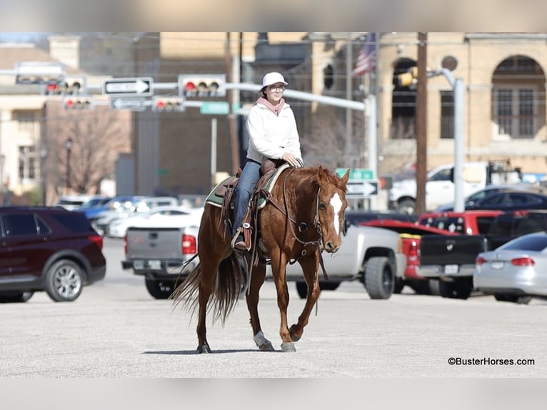 Caballo cuarto de milla Caballo castrado 6 años Alazán-tostado in Weatherford TX