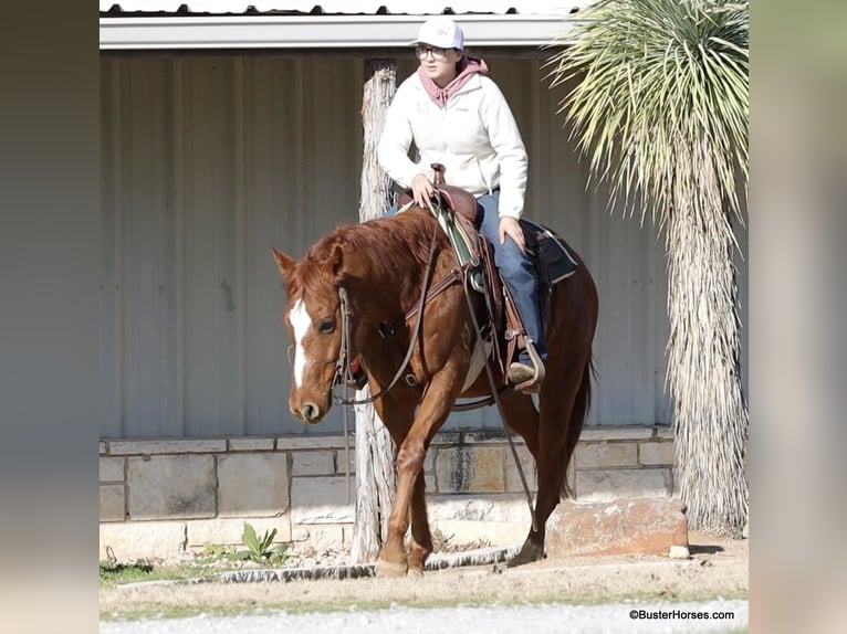 Caballo cuarto de milla Caballo castrado 6 años Alazán-tostado in Weatherford TX