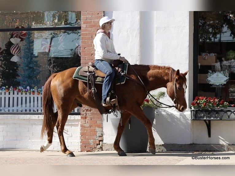 Caballo cuarto de milla Caballo castrado 6 años Alazán-tostado in Weatherford TX