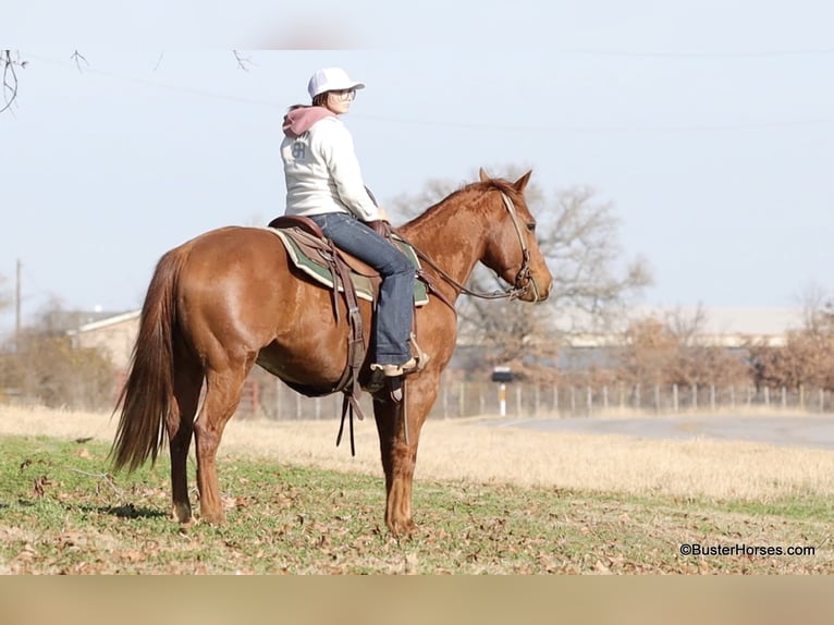 Caballo cuarto de milla Caballo castrado 6 años Alazán-tostado in Weatherford TX