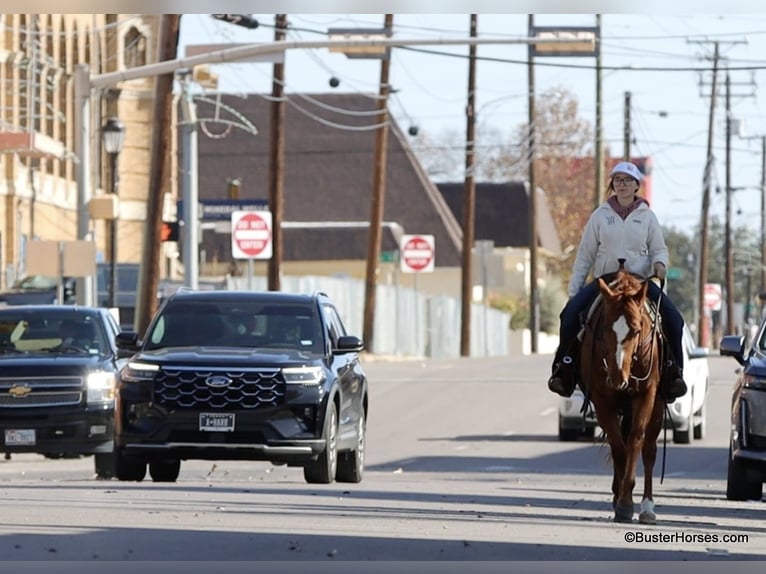 Caballo cuarto de milla Caballo castrado 6 años Alazán-tostado in Weatherford TX