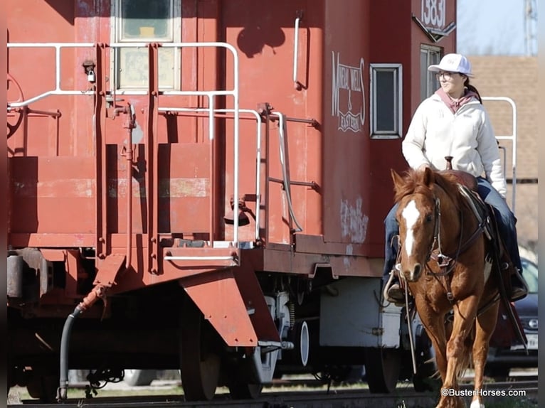 Caballo cuarto de milla Caballo castrado 6 años Alazán-tostado in Weatherford TX