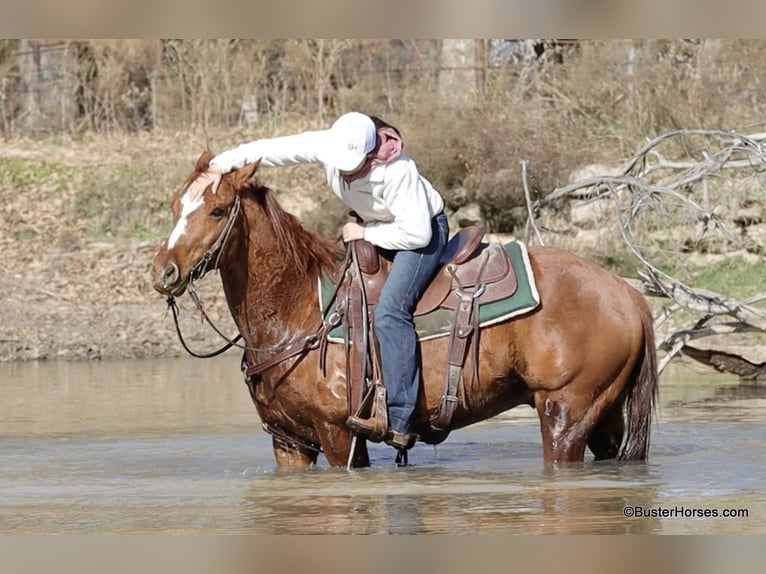 Caballo cuarto de milla Caballo castrado 6 años Alazán-tostado in Weatherford TX