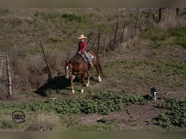 Caballo cuarto de milla Caballo castrado 6 años Alazán-tostado in Canyon