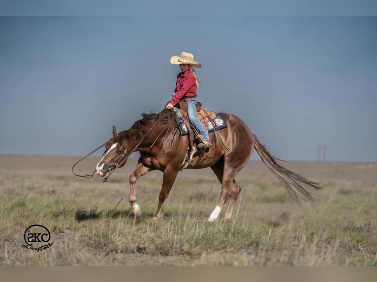 Caballo cuarto de milla Caballo castrado 6 años Alazán-tostado in Canyon