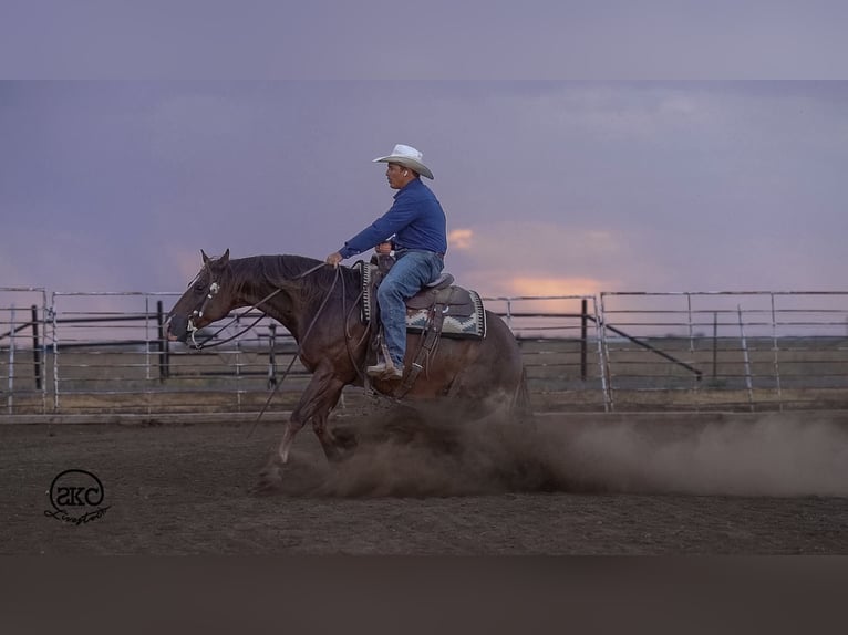 Caballo cuarto de milla Caballo castrado 6 años Alazán-tostado in Canyon