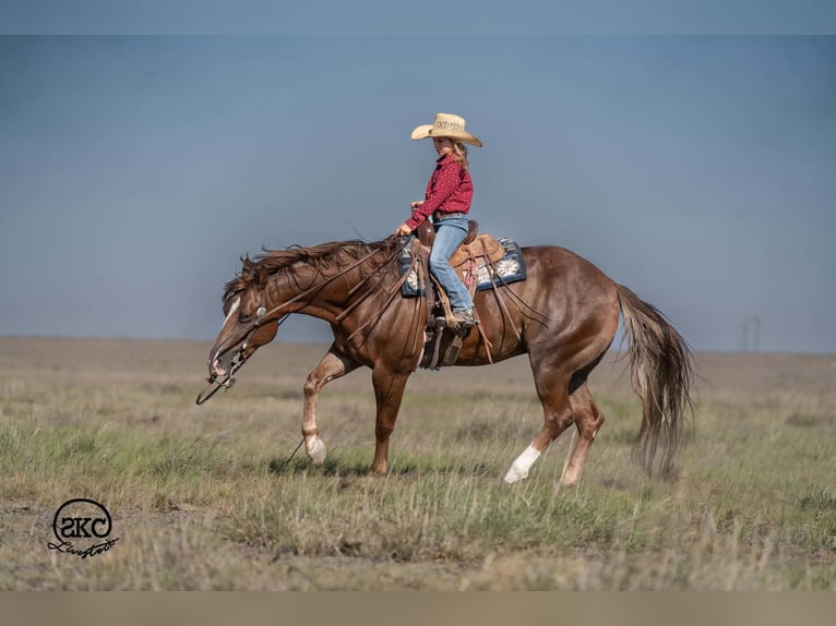 Caballo cuarto de milla Caballo castrado 6 años Alazán-tostado in Canyon