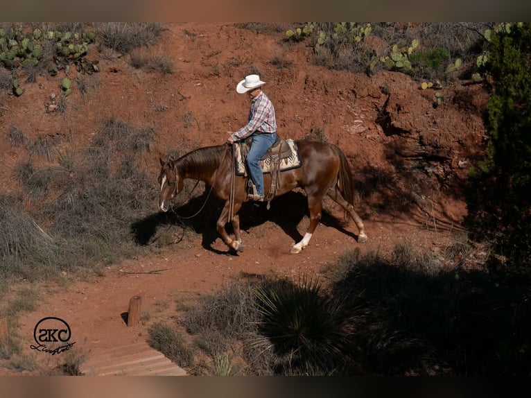 Caballo cuarto de milla Caballo castrado 6 años Alazán-tostado in Canyon