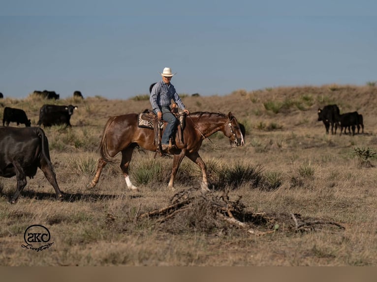 Caballo cuarto de milla Caballo castrado 6 años Alazán-tostado in Canyon