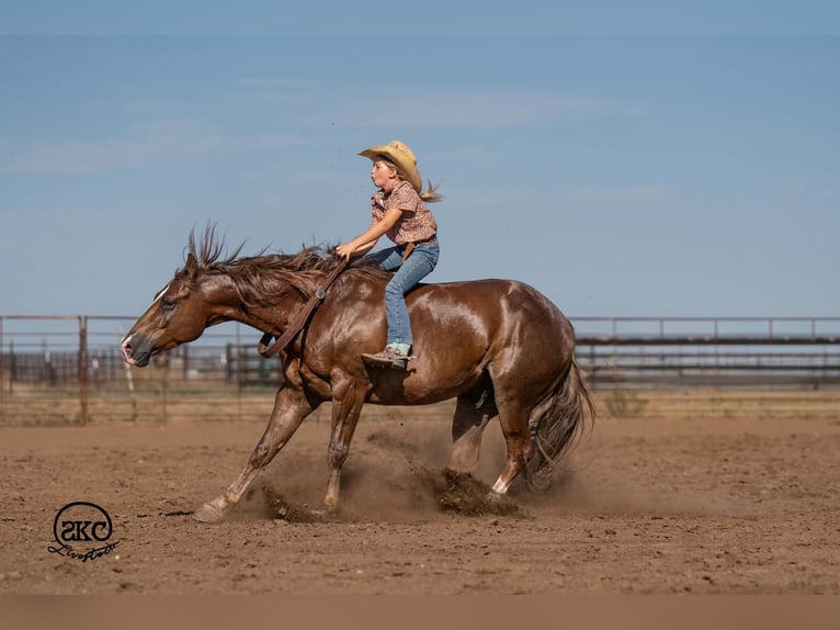 Caballo cuarto de milla Caballo castrado 6 años Alazán-tostado in Canyon