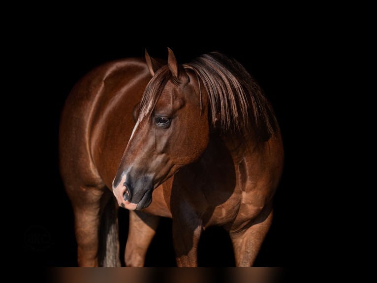 Caballo cuarto de milla Caballo castrado 6 años Alazán-tostado in Canyon