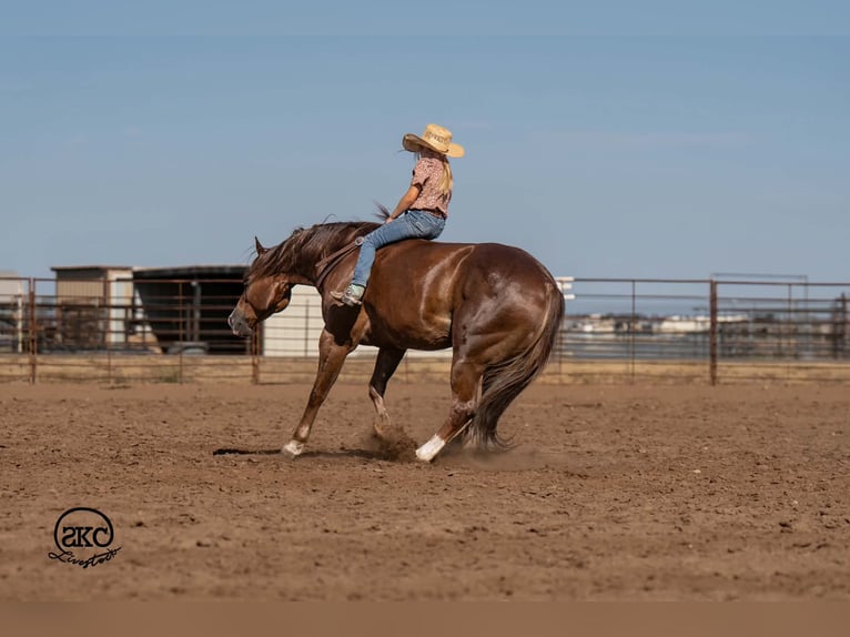 Caballo cuarto de milla Caballo castrado 6 años Alazán-tostado in Canyon