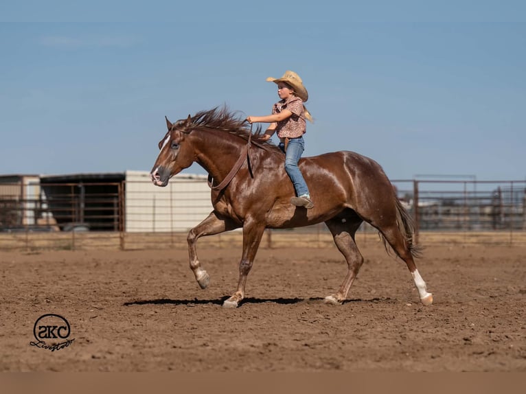 Caballo cuarto de milla Caballo castrado 6 años Alazán-tostado in Canyon