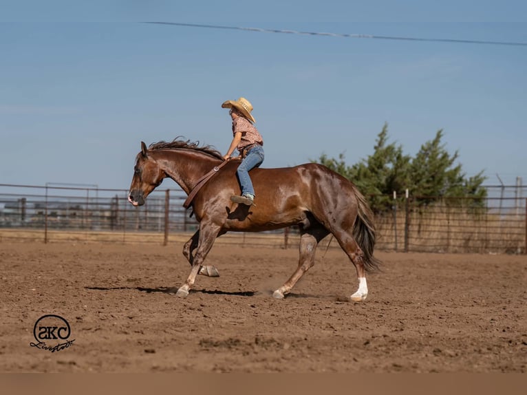 Caballo cuarto de milla Caballo castrado 6 años Alazán-tostado in Canyon