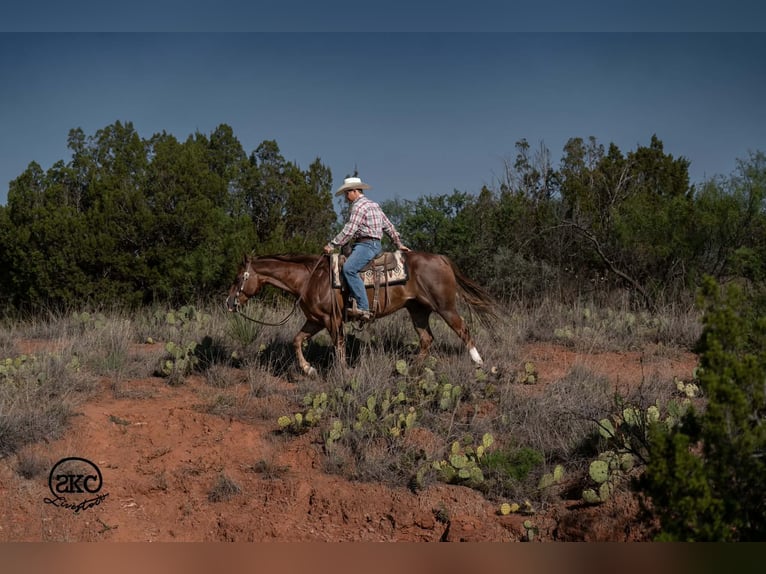 Caballo cuarto de milla Caballo castrado 6 años Alazán-tostado in Canyon