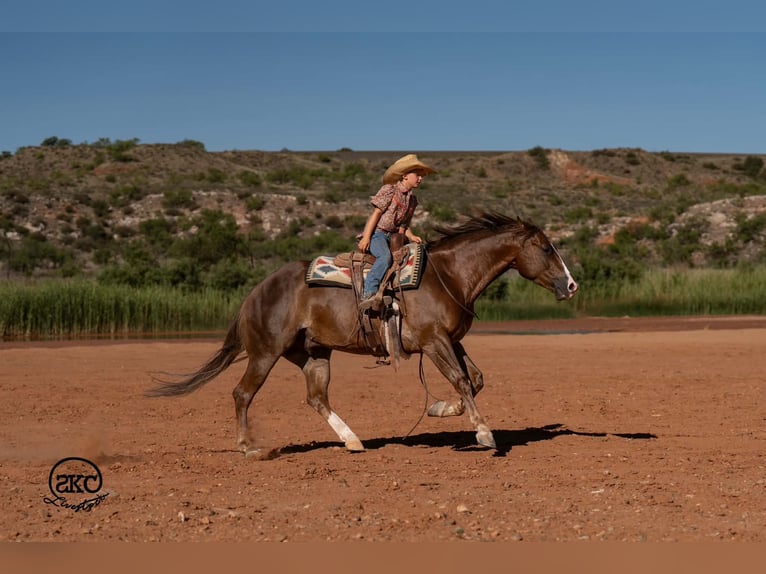 Caballo cuarto de milla Caballo castrado 6 años Alazán-tostado in Canyon