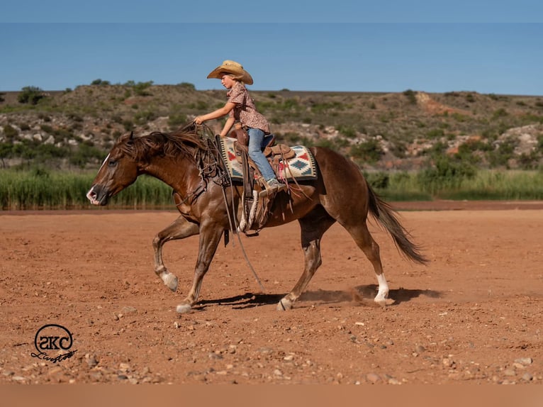Caballo cuarto de milla Caballo castrado 6 años Alazán-tostado in Canyon