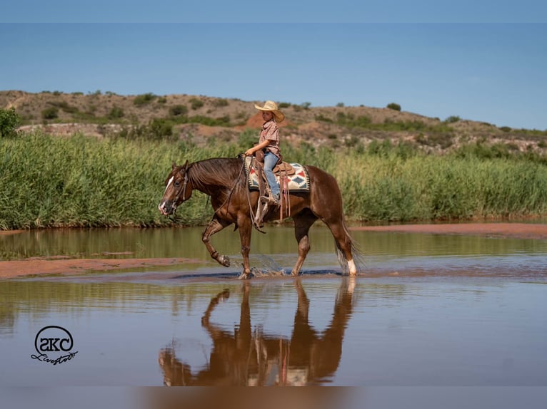 Caballo cuarto de milla Caballo castrado 6 años Alazán-tostado in Canyon