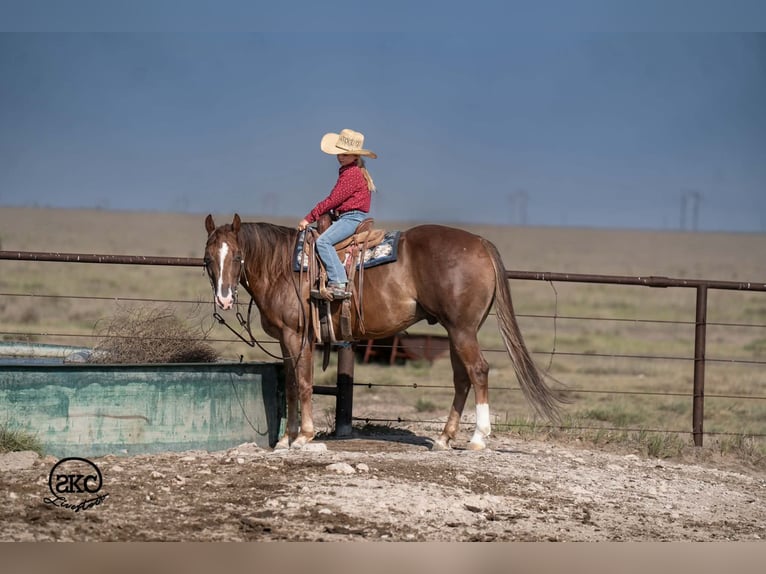 Caballo cuarto de milla Caballo castrado 6 años Alazán-tostado in Canyon