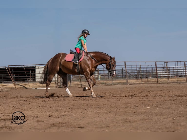 Caballo cuarto de milla Caballo castrado 6 años Alazán-tostado in Canyon