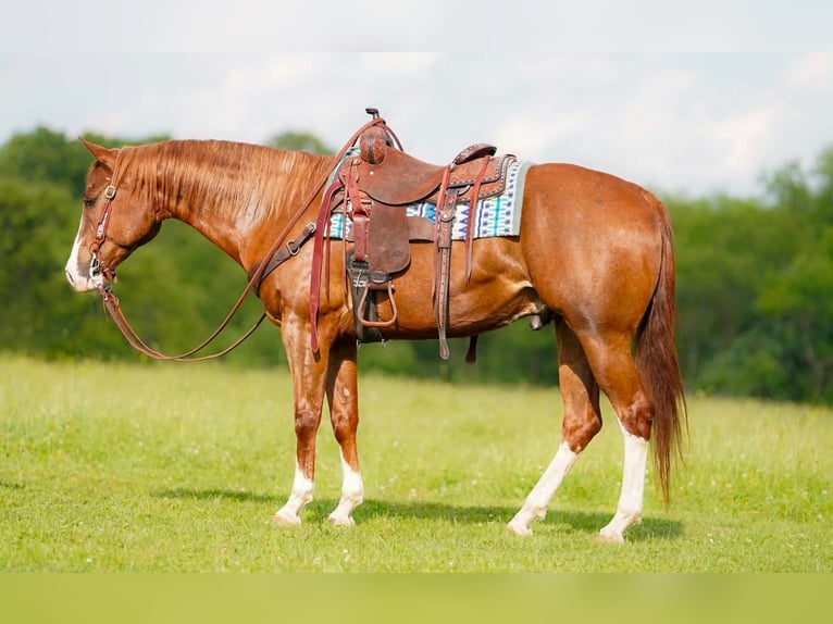 Caballo cuarto de milla Caballo castrado 6 años Alazán-tostado in Clarion