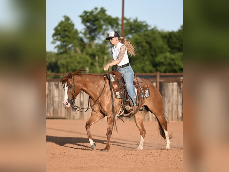 Caballo cuarto de milla Caballo castrado 6 años Bayo in Waco