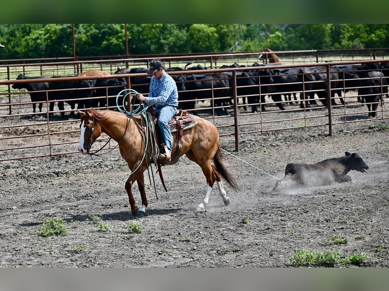 Caballo cuarto de milla Caballo castrado 6 años Bayo in Waco
